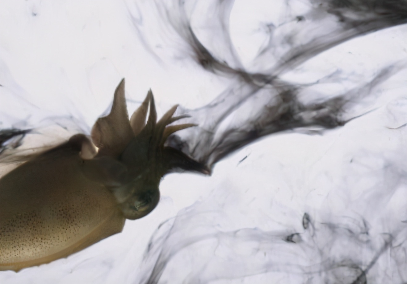 墨鱼里的墨真的是墨汁吗,墨鱼的墨汁是什么成分的