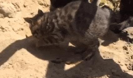 好久不拉屎什么情况,什么情况下拉屎