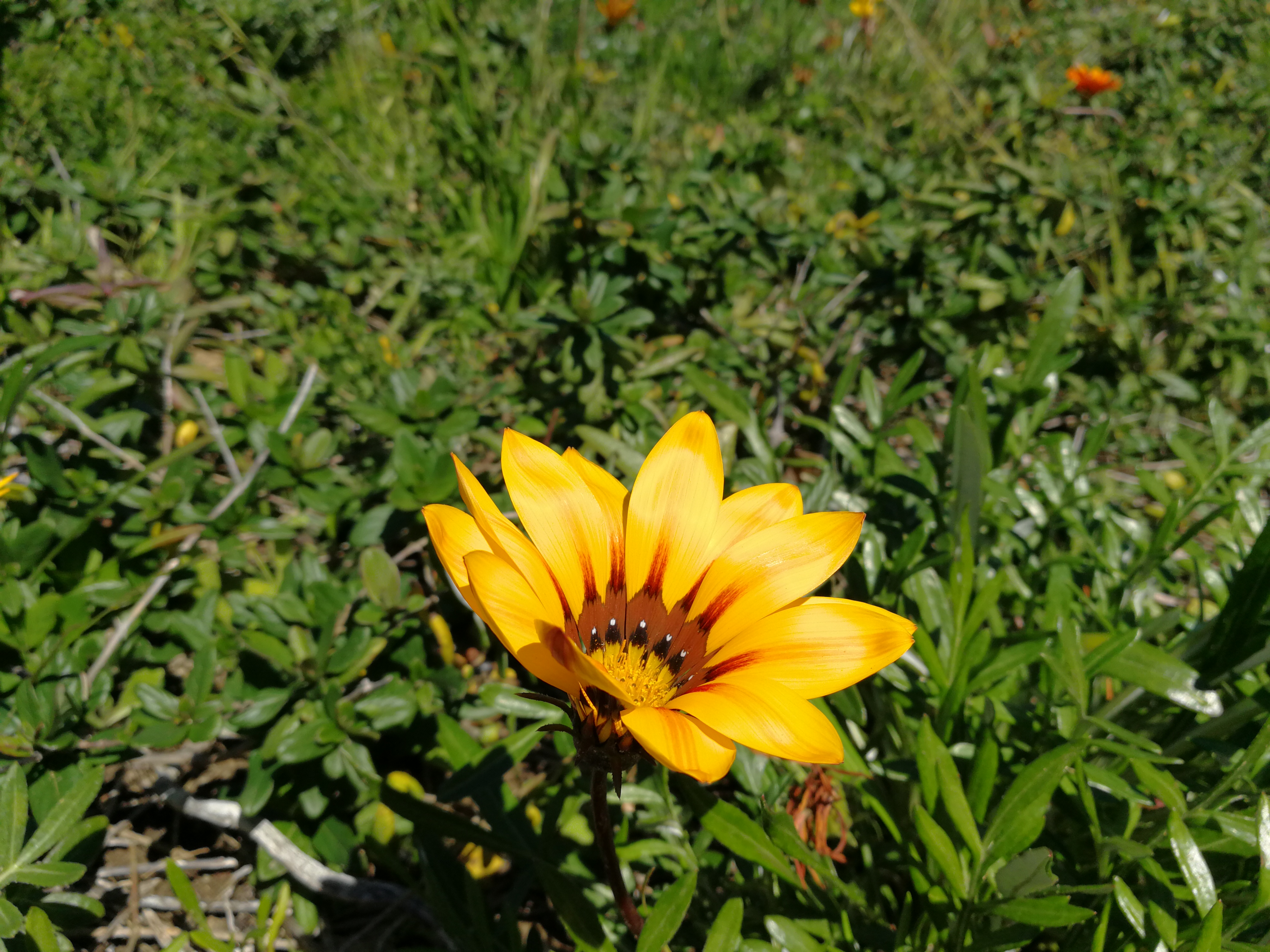 旅游受伤旅行社没买保险,旅行社团队旅游保险