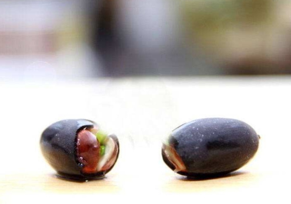 碗莲立叶就是快开花了吗,碗莲立叶多长时间开花