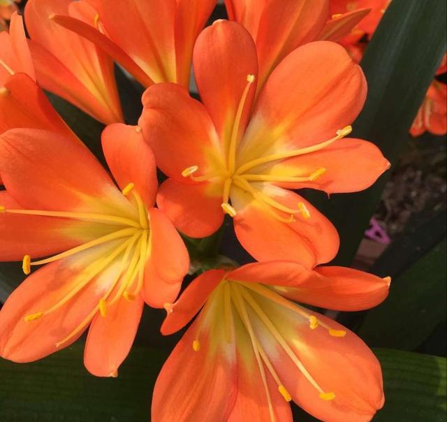 君子兰换盆需要注意哪些事项,君子兰换盆怎么换注意什么