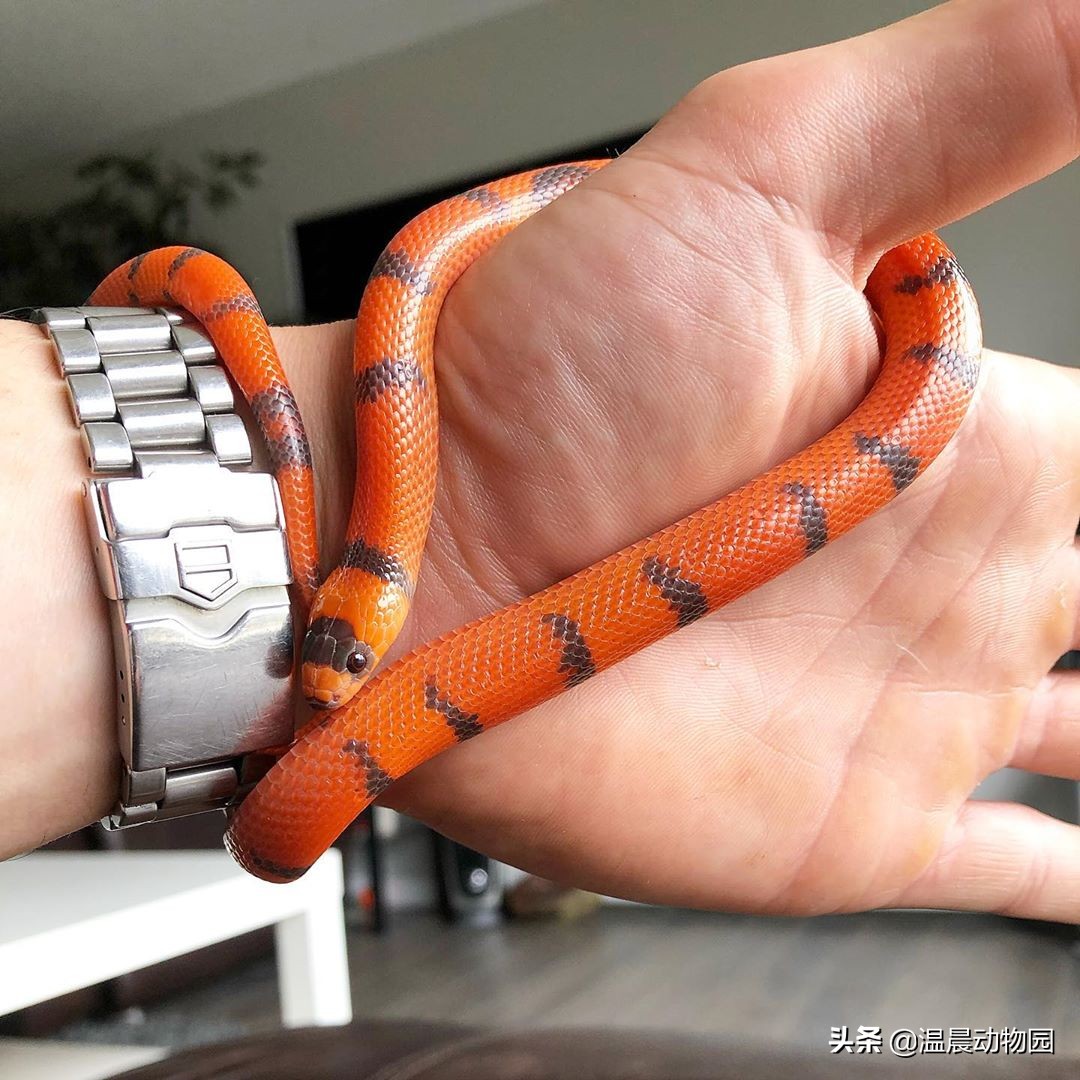 宠物蛇饲养指南,宠物蛇饲养常识有哪些