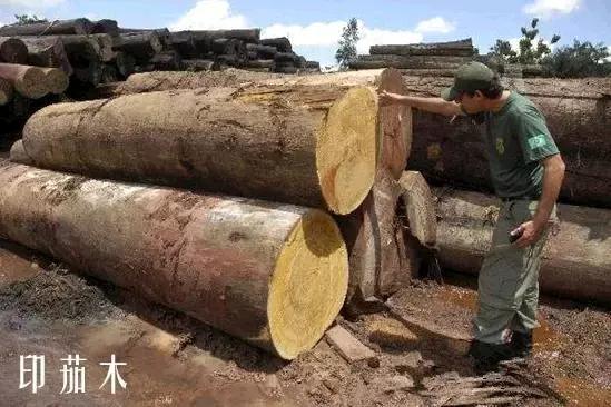 缅茄菩提子作用,缅茄菩提子怎么打孔