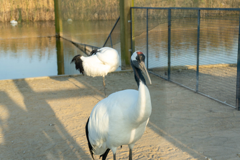 森林麋鹿公园,森林麋鹿