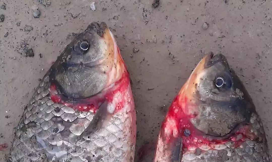 鲫鱼出血型暴发性鱼病,鲫鱼暴发性出血病的治疗