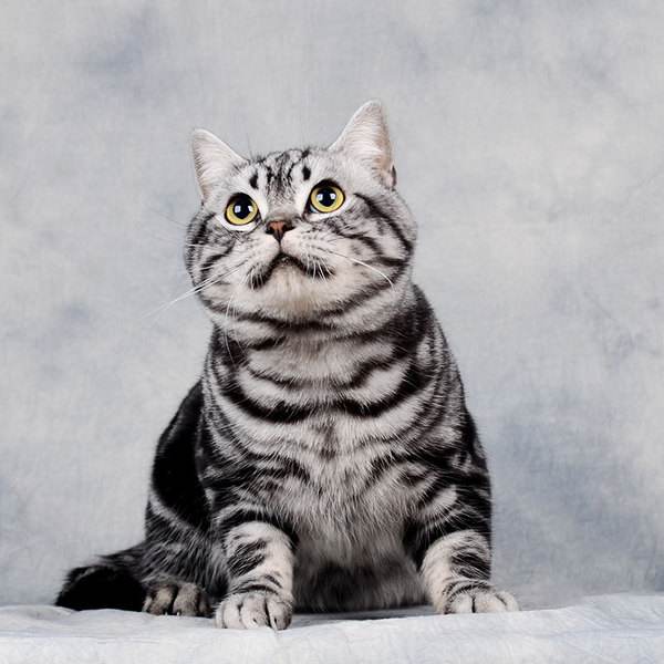 一直不太聪明的美国短毛猫,美国短毛猫的外貌相关数据