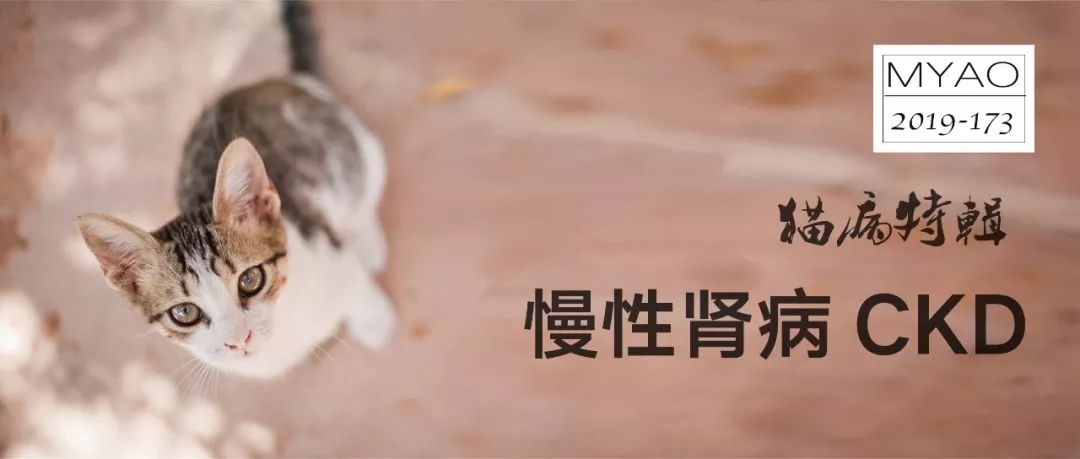 MYAO猫病特辑|慢性肾病
