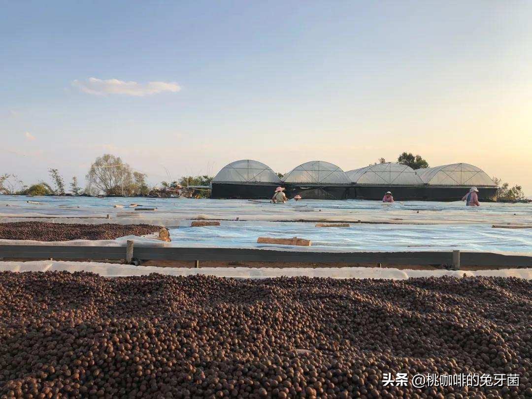 云南咖啡有远山森林的味道吗,云南咖啡产地探访记