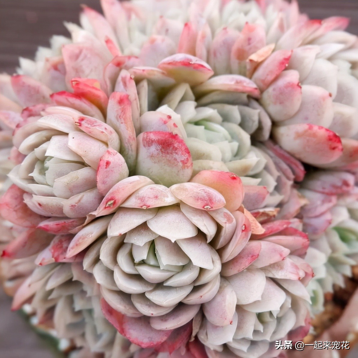 多肉冰莓好养吗,养冰玉多肉的正确方法