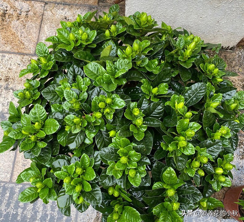 栀子花长得细弱黄叶春季如何处理,土壤保持湿润栀子花黄叶掉花苞