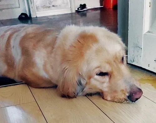 狗狗铲屎官必备小妙招,铲屎官必学的宠物急救法