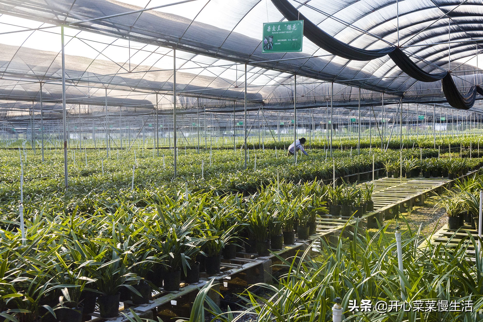 江西省赣州全南,江西省赣州市全南县