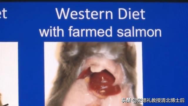 外媒曝光了挪威三文鱼养殖真相吗,挪威三文鱼养殖环境恶劣新闻