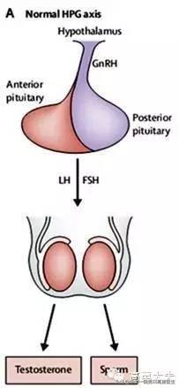 内分泌异常不育症状,内分泌失调不育能治好吗