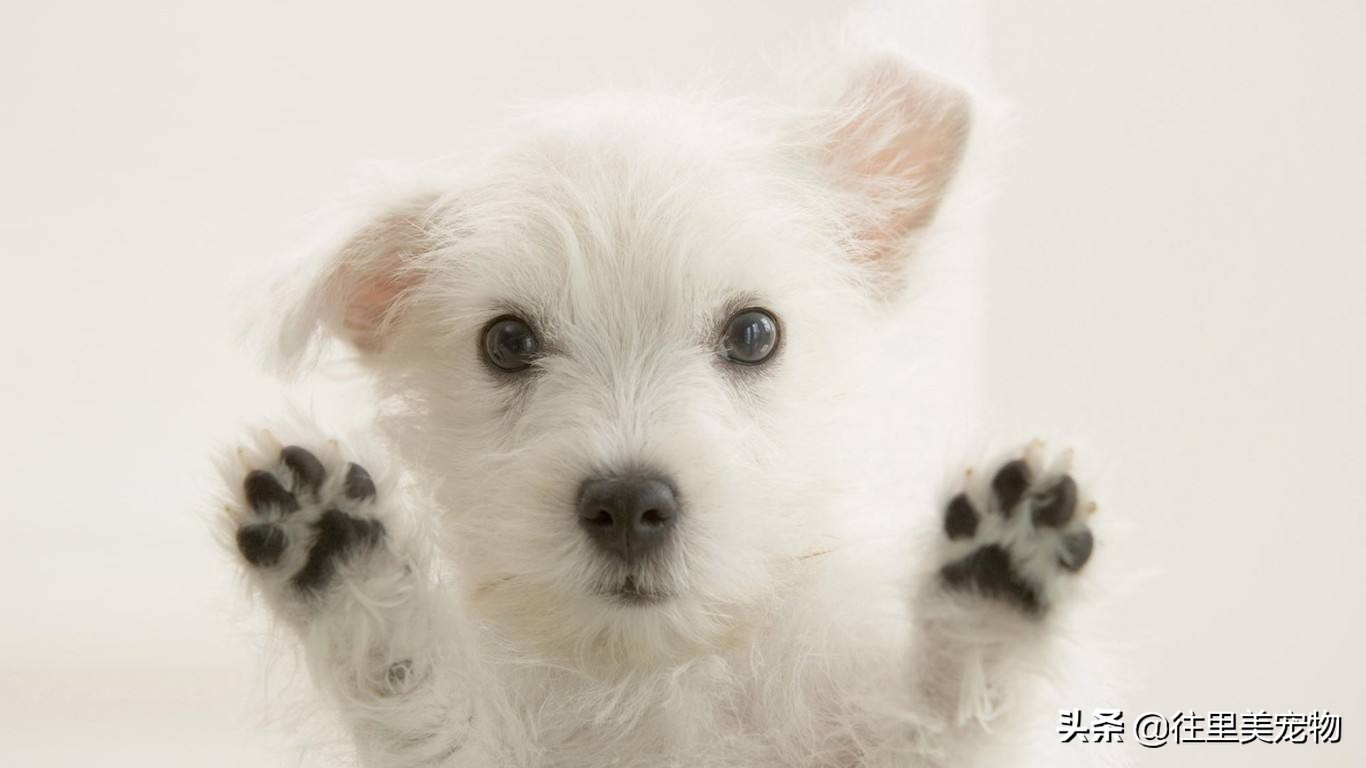 狗狗大便拉不出来拉回来还是软便,狗狗经常软便拉稀是什么原因