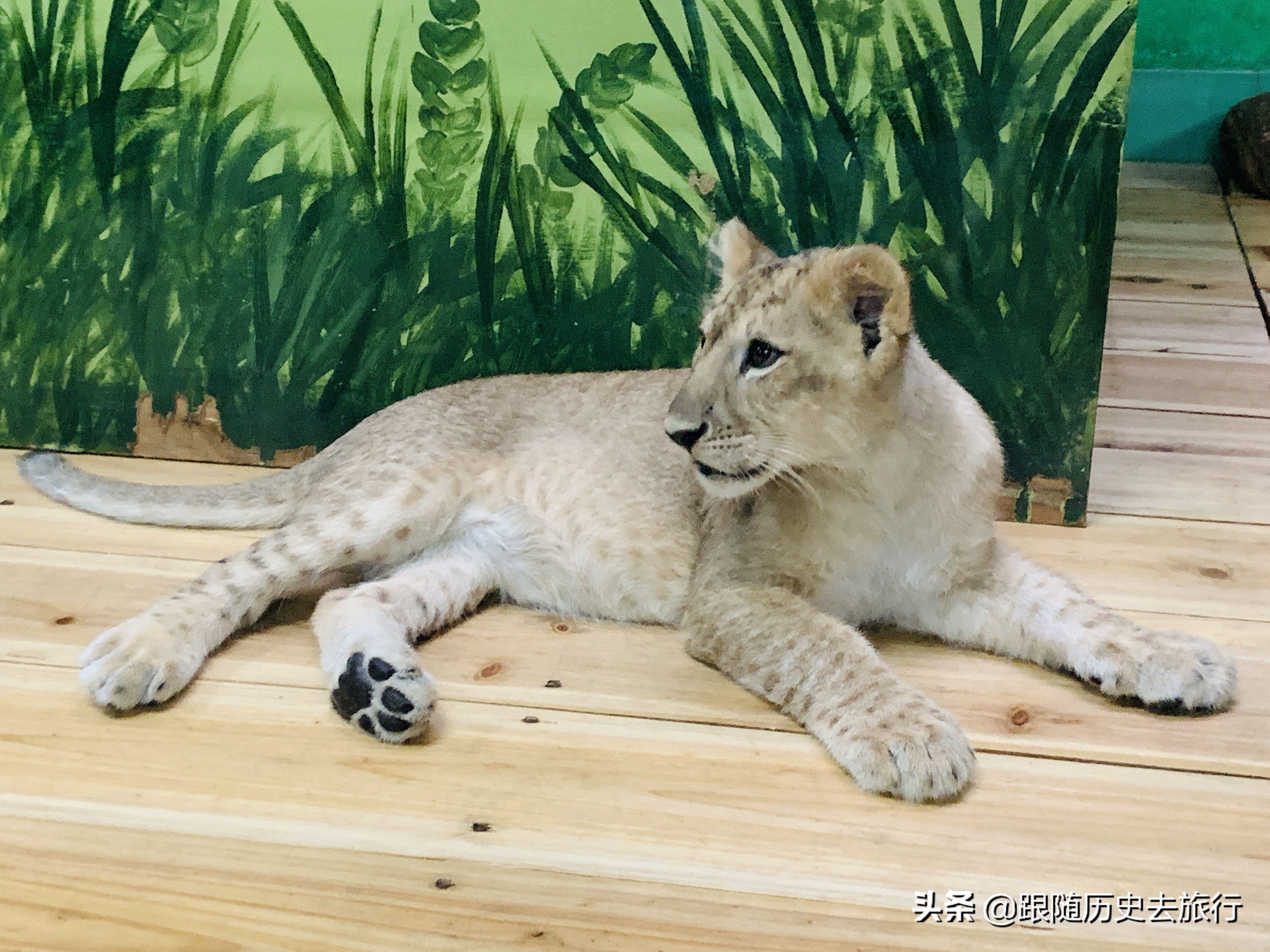 广州长隆水动物世界看大熊猫攻略,广州长隆动物园里的熊猫萌萌