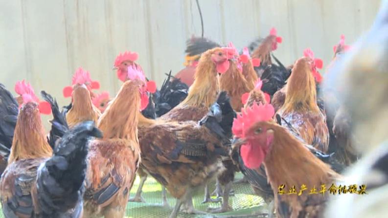 林下养鸡啄开致富路,林下养鸡致富带动贫困户