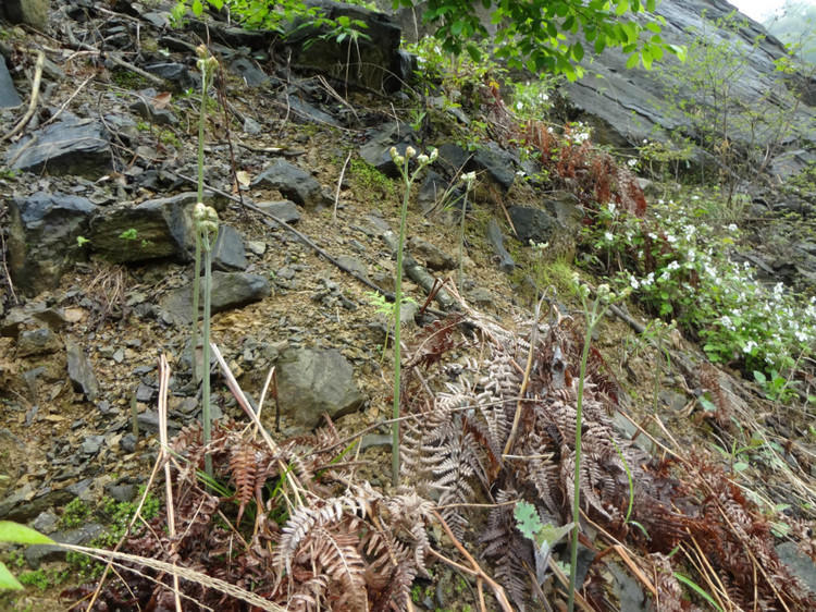 大山上有一种野草叫龙须菜,大山上长了一种红色的野菜