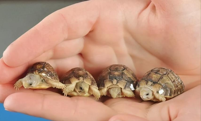 如何与小乌龟交流,怎么和怕人的小乌龟互动