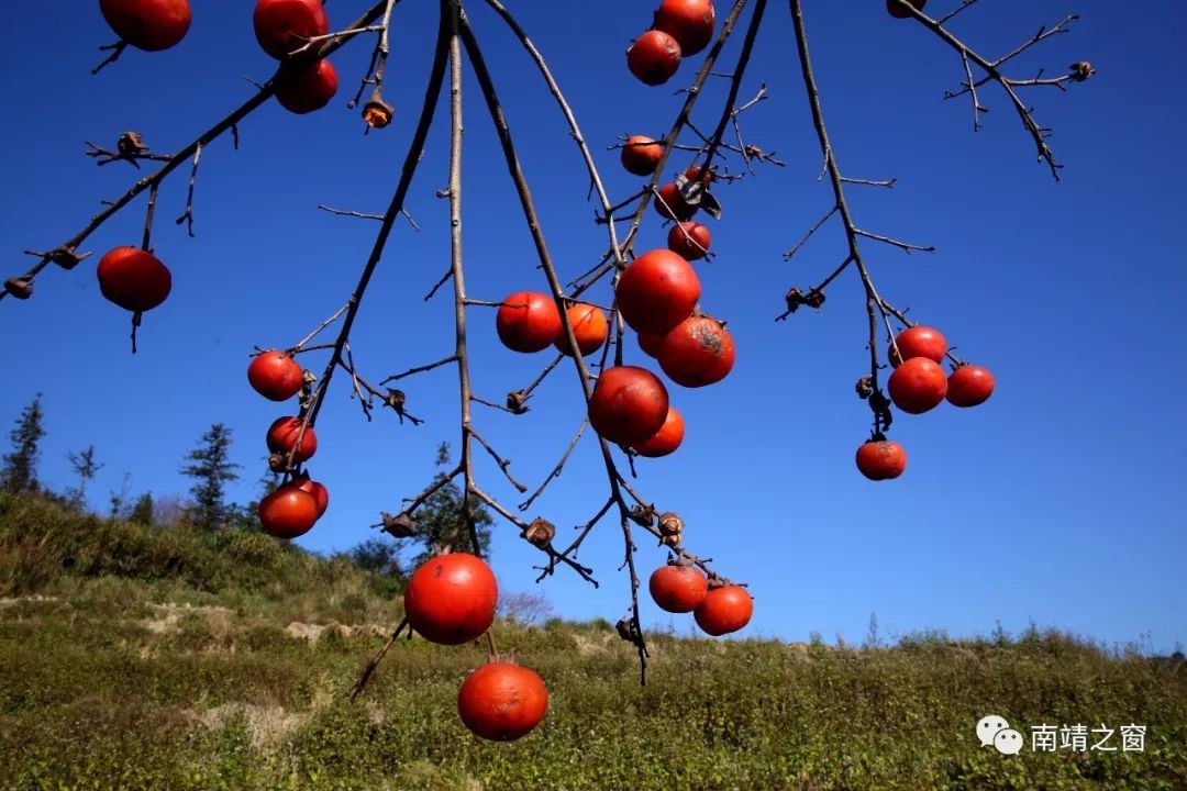 漳州南靖：有一种美，叫秋天的南靖