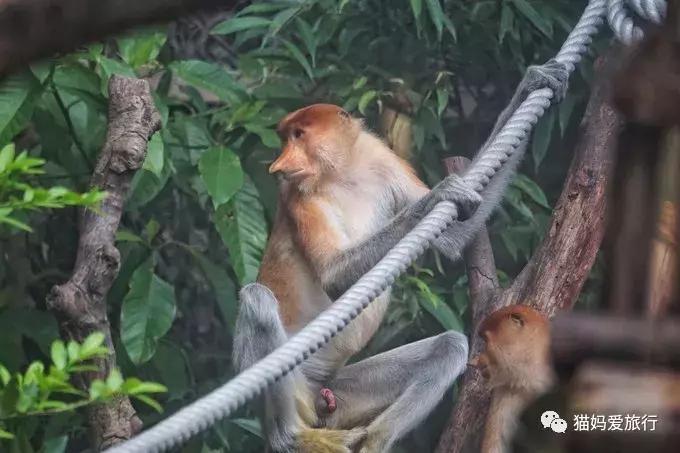 2天游玩广州长隆野生动物园攻略,广州长隆野生动物园步行游玩攻略