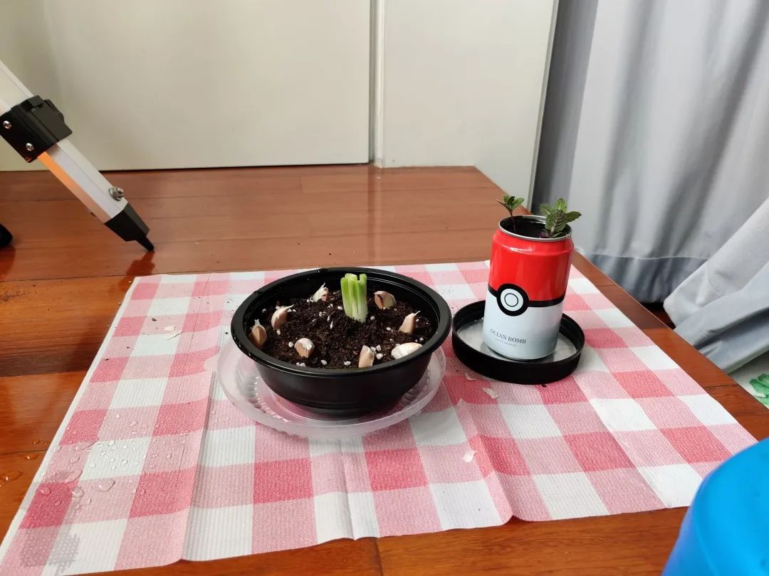 手把手教你阳台种菜,阳台种菜究竟是省钱还是费钱