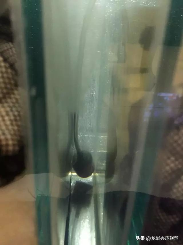 垃圾桶旁边的四方鱼缸,捡回去养了一缸金鱼,别说还挺不错