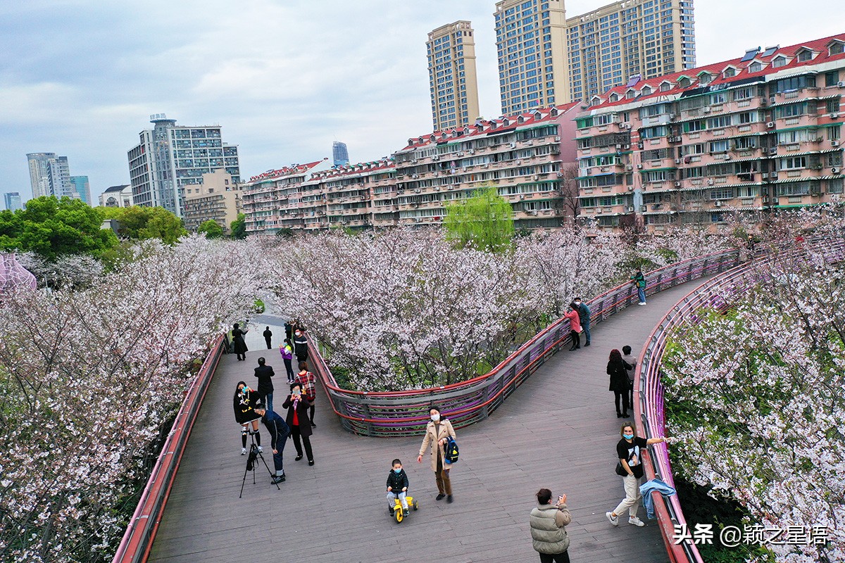 早樱烂漫,看樱花的地方樱花谷