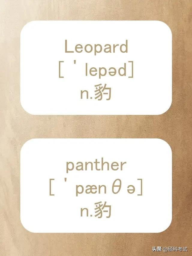 动物的英文拼写及音标,关于动物的单词及音标