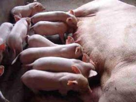 母猪产后奶水不够不用怕！这几个催奶土方法，帮你解决燃眉之急