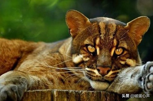 传说中的“土豹子”就是它，也被称为彪，两只牧羊犬都不敢正面刚