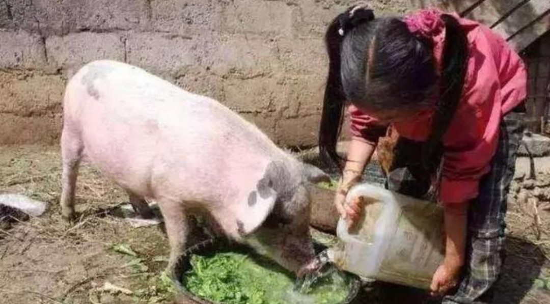 为什么公猪不爱吃食,公猪性情弱怎么治