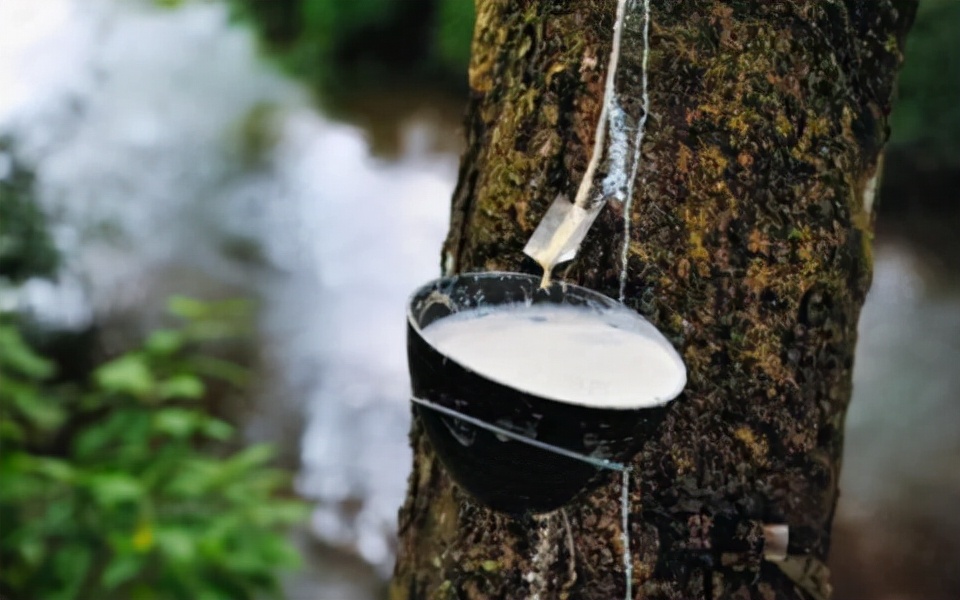 第二届热博会展示花絮2：最神奇的植物——木奶