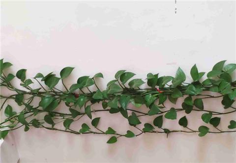 养绿萝学好这3招爆盆快长势猛,绿萝这么养不烂根不黄叶爆长新叶