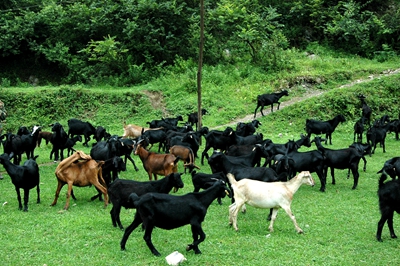 黑山羊养羊技术大全圈养,黑山羊养羊技术大全