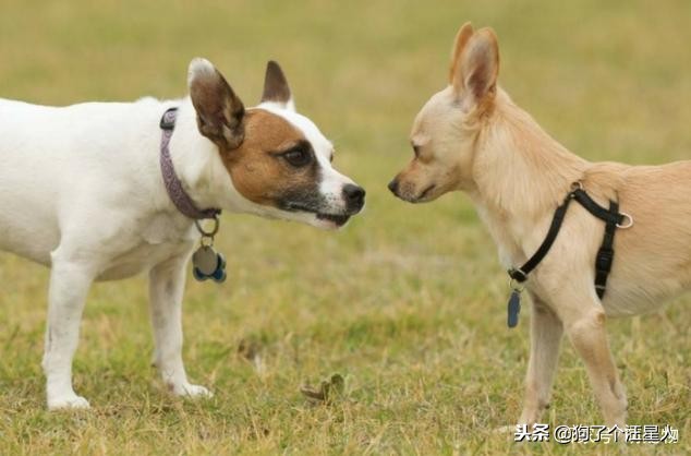 带狗狗散步为什么一直哼唧唧,狗狗散步的时候走得慢怎么回事