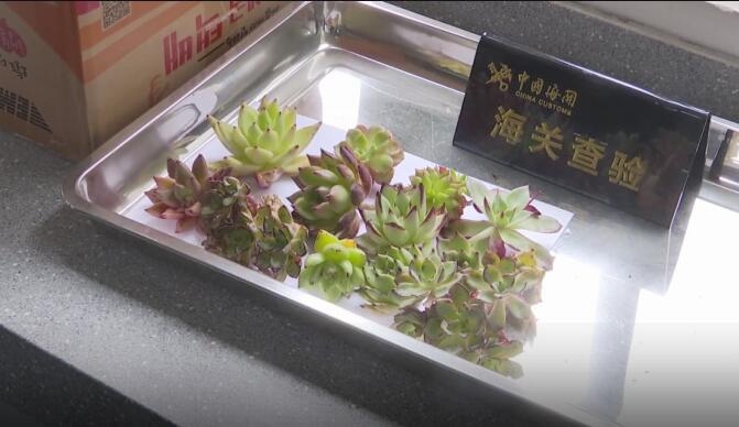 多肉植物虽可爱随便入境可不行,多肉植物入境需要申报吗