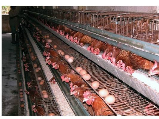 沙门氏杆菌家禽怎么预防,养殖场沙门氏菌预防方法