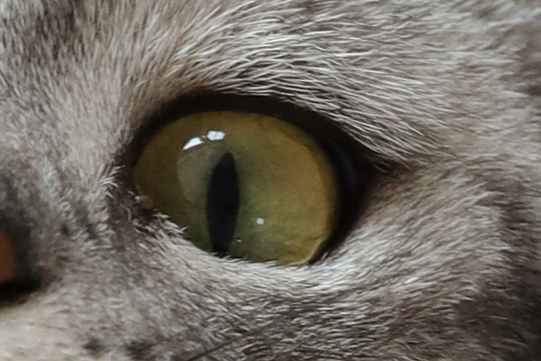 腾龙35mmf2.8手动镜头,旅拍佳能镜头推荐