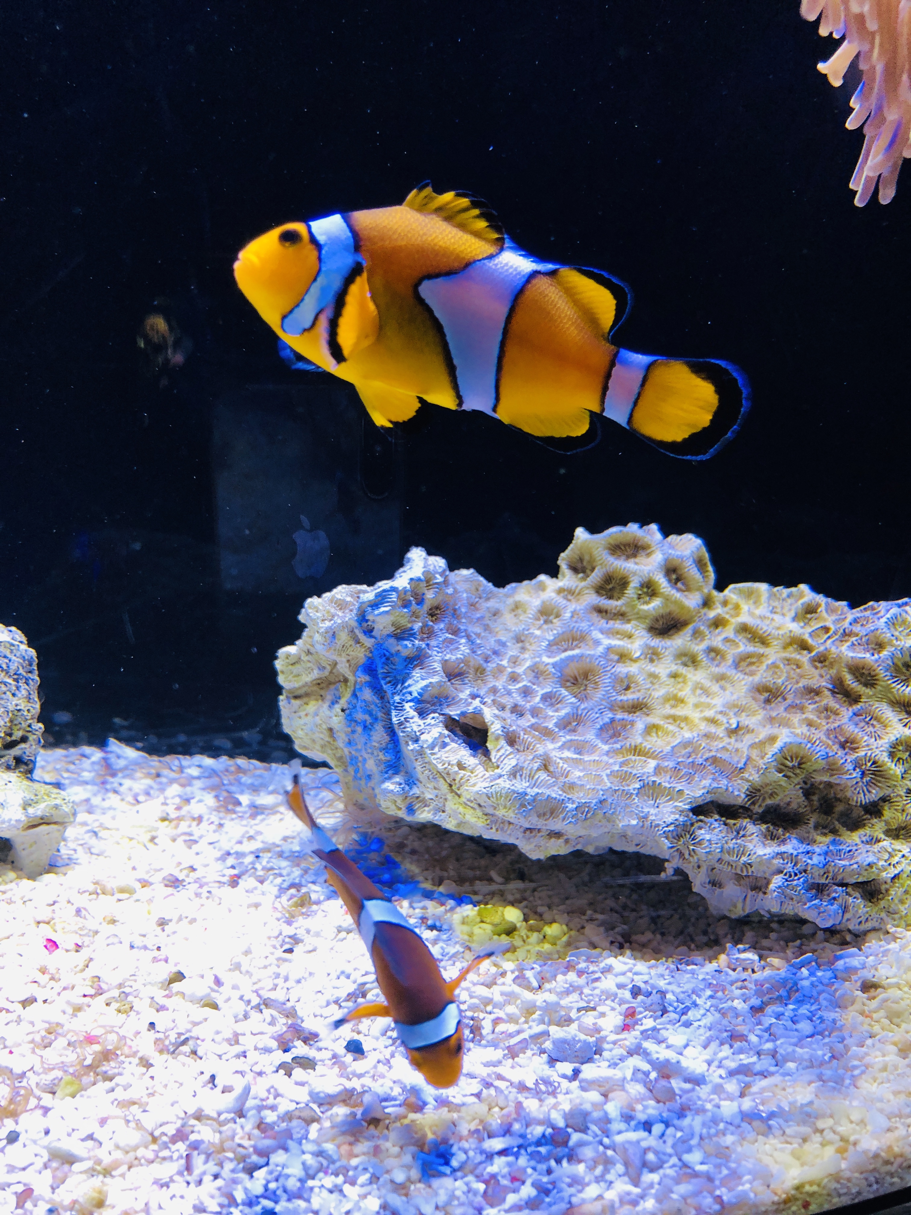 20190125-0206新加坡+马来西亚自助游