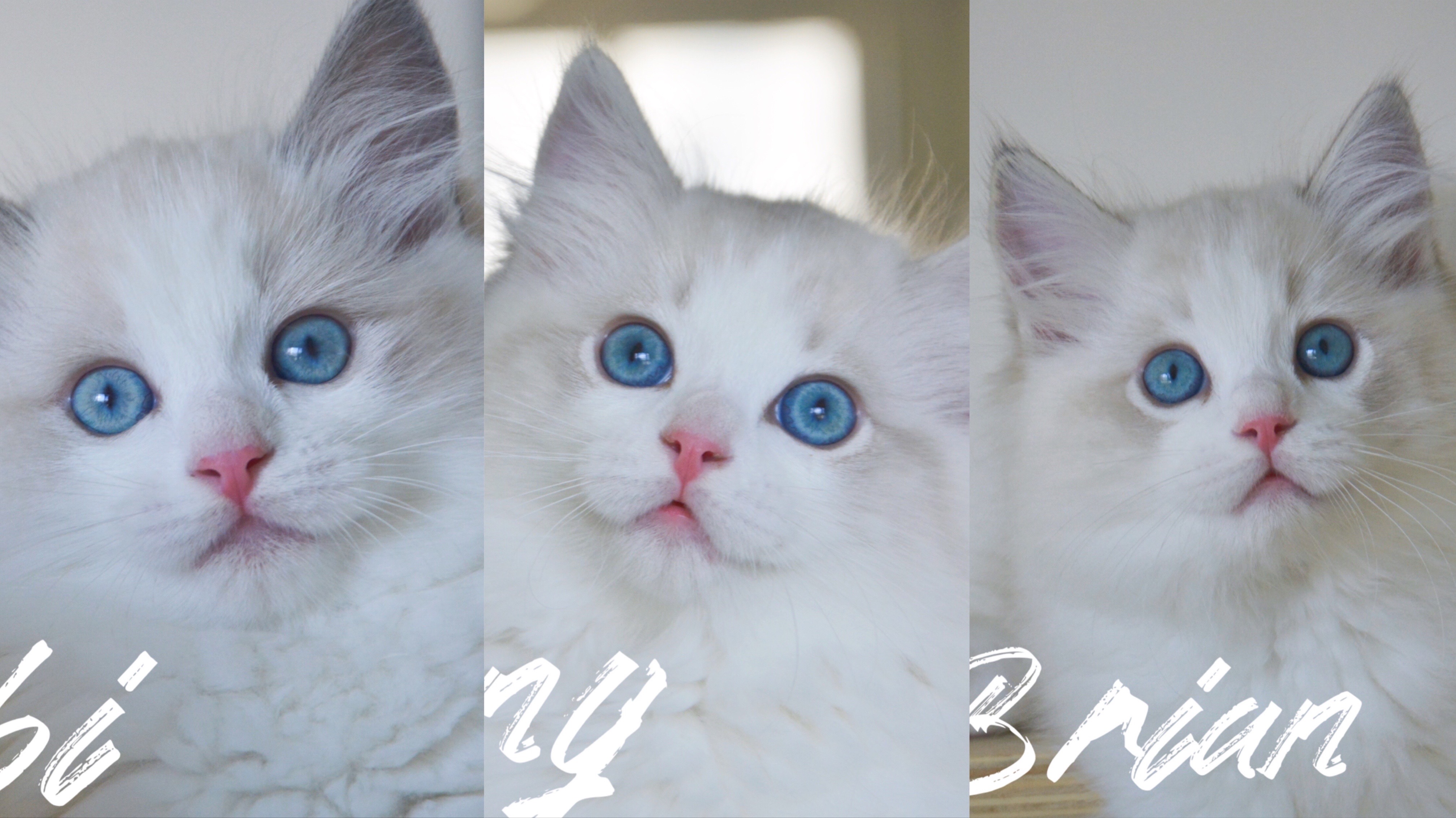 新手养猫布偶猫基本知识,新手养布偶猫怎么选