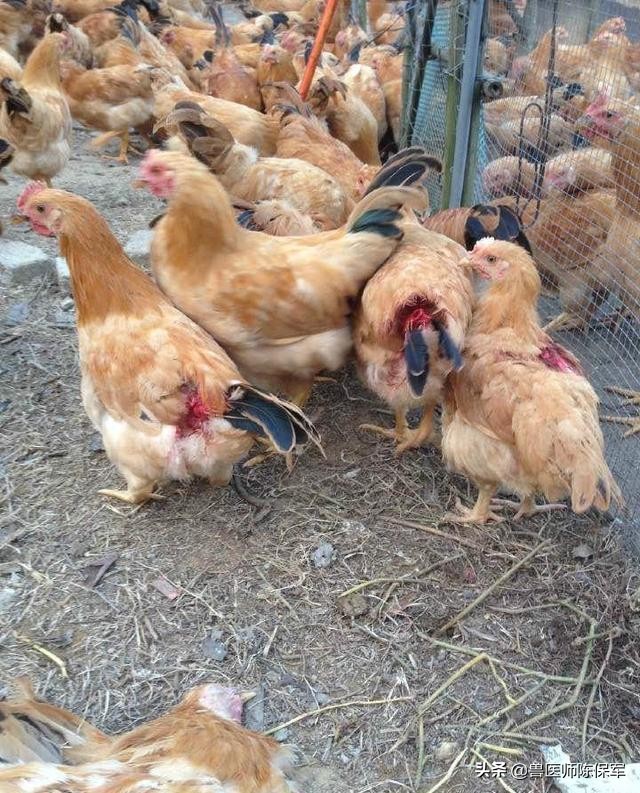 小鸡啄羽啄肛是什么原因,鸡啄羽啄肛的原因和解决方法
