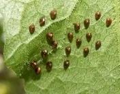 我就说网友拍到的金黄色类卵小粒状物是缘蝽卵，不信可以听我解释