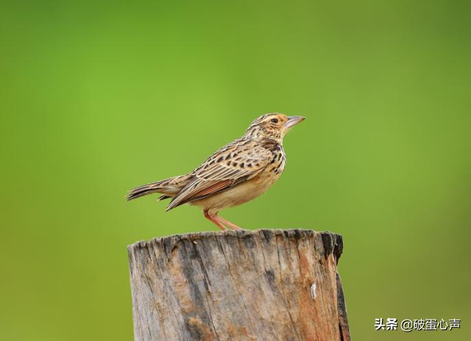 草原百灵鸟歌唱家,草原百灵鸟经典歌曲