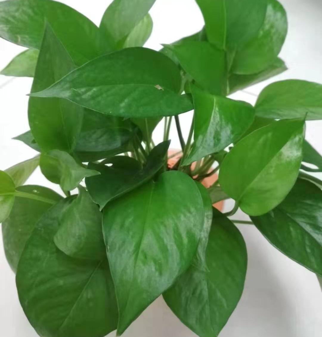 富贵竹绿萝冬天叶子都黄了怎么办,文竹绿萝怎么养才能更旺盛