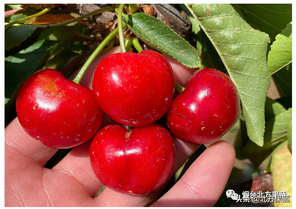 北方果蔬大樱桃,北方果蔬苹果新品种