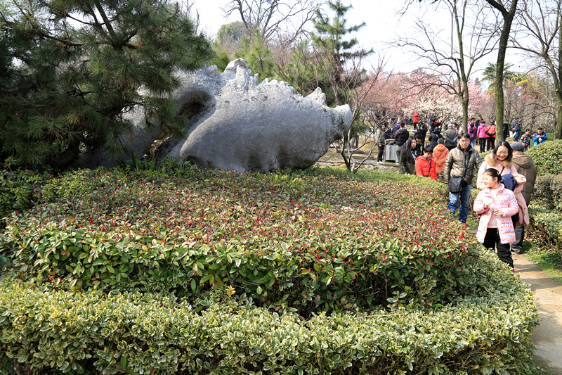 南京古林梅岭，二梅报春；盆景园梅花，婀娜多姿