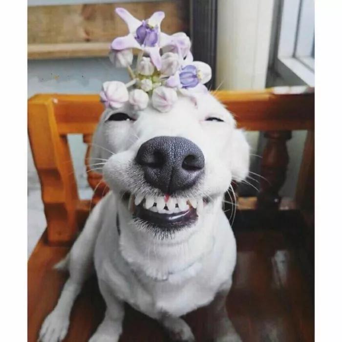 医生补的牙缝大怎么办,牙缝越来越大了医院可以治疗么