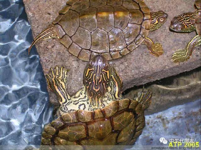 正宗的地图龟,史上最差的地图龟