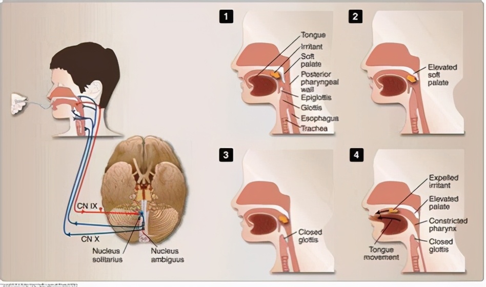 做胃镜前一晚可以喝治哮喘的药吗,胃镜检查前的一晚准备和注意事项